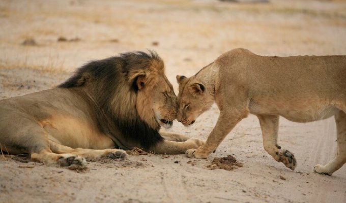 Национальный парк «Хванге» и лев Сесил (15 фото)