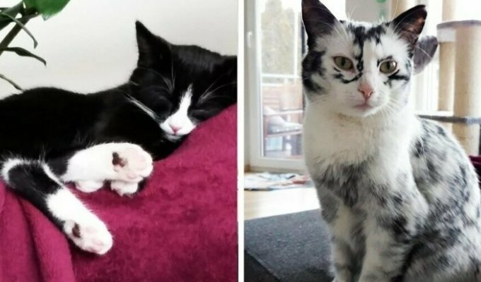 Когда витилиго – красиво: черно-белая кошка преобразилась до неузнаваемости, когда ей исполнился год (18 фото + 1 видео)