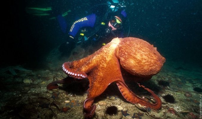 Дайвинг в Приморье, встречи c гигантским тихоокеанским осьминогом (16 фото)