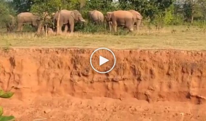 Стадо коров распугало встреченных на пути слонов в Индии