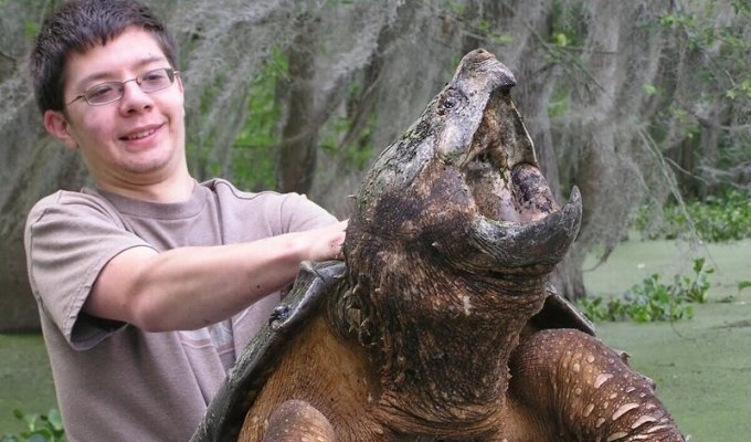 Грифовая черепаха: Капкан смерти в дремучих болотах (7 фото)