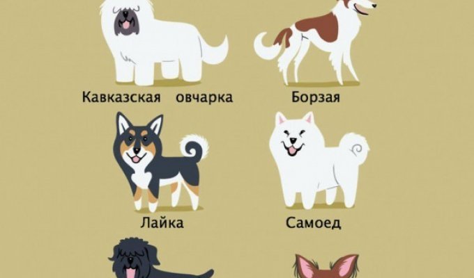 Какой национальности порода вашей собаки (15 фото)