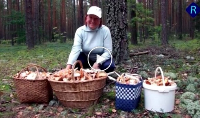 Правительство РФ вводит налоги на сбор грибов, ягод и ловлю рыбы