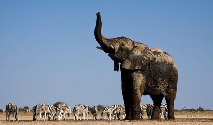 Африканские слоны: вид снизу (8 фото)