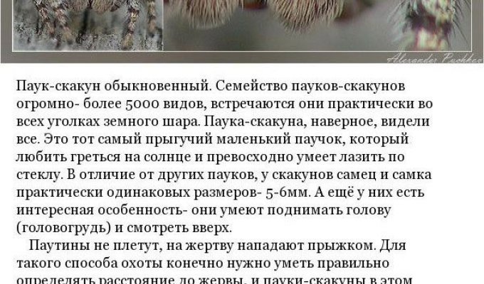 Какие пауки обитают на территории России (9 фото)