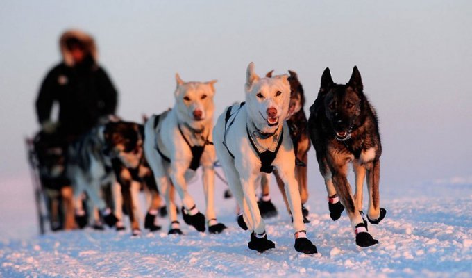 Iditarod 2011 и другие гонки на собачьих упряжках (32 фото)