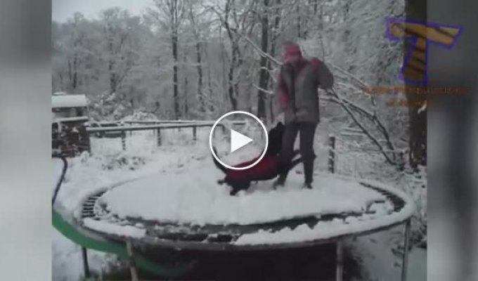Несказанное счастье собак в снежном окружение