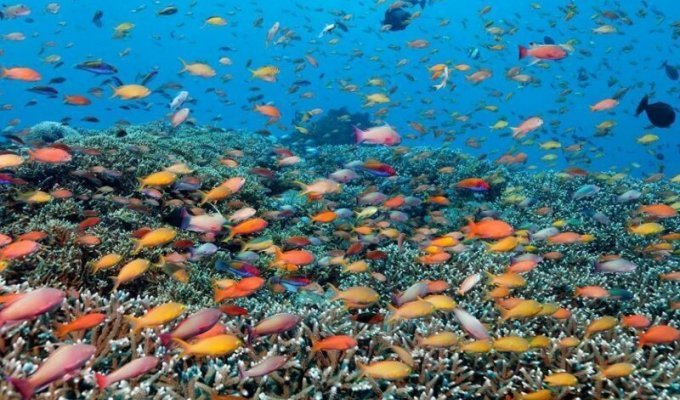 Красоты Большого Барьерного рифа (15 фото)