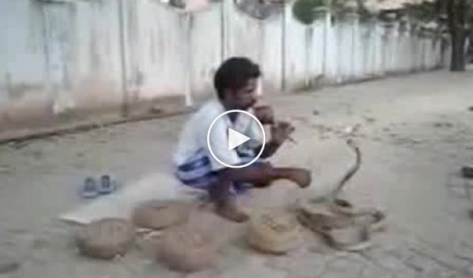 Как кобрами управляют с помощью дудочки