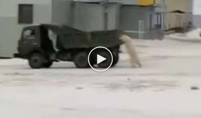 Белые медведи решили угнать КамАЗ в Якутии