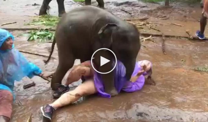 Озорной слоненок валяется в грязи с туристкой