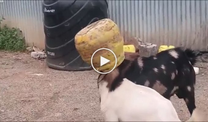 Незнакомец спас двух козлов, застрявших головами в бидоне