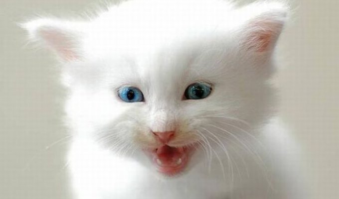 Белый котенок с голубыми глазами (8 фото)