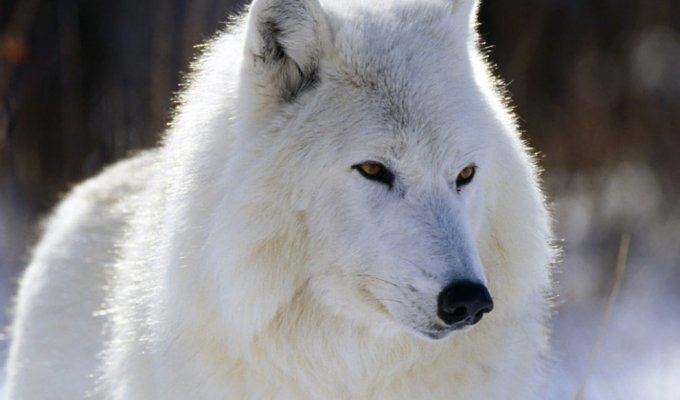 Крупный план: полярный волк