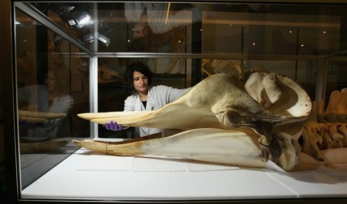 Коллекция одного из музеев Англии пополнится скелетом кита – любимчика всей Темзы (4 фото)