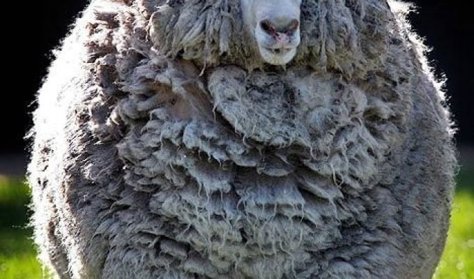  Заросшая овца (2 фото)