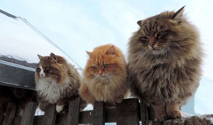 Кошландия — огромная семья сибирских кошек, живущая в Барнауле (39 фото + 1 видео)