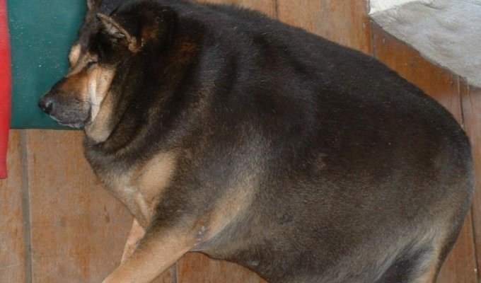 Очень толстые собаки (15 фотографий)