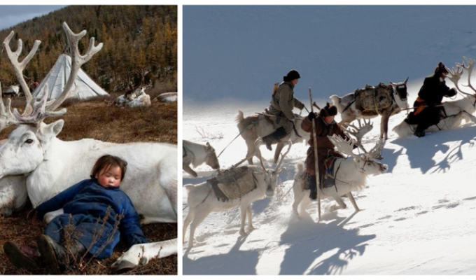 Последние кочевые оленеводы Монголии (18 фото)