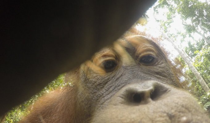 Орангутанг украл камеру у туриста и сделал селфи
