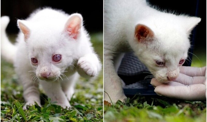 В Колумбии спасли редкого зверька с альбинизмом (6 фото + 1 видео)