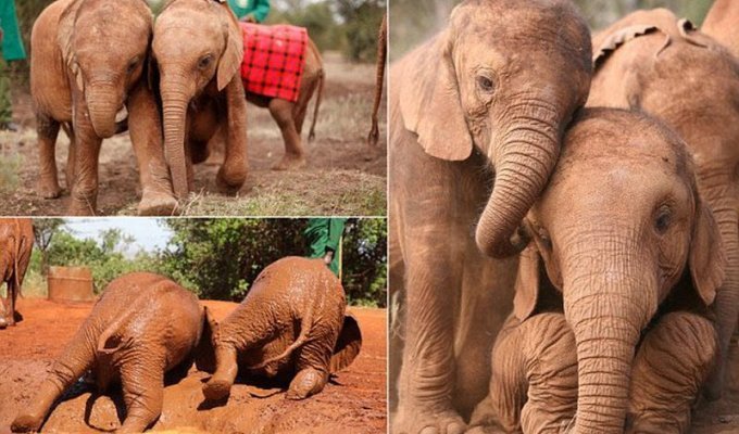 Осиротевшие слонята стали неразлучными друзьями (10 фото)