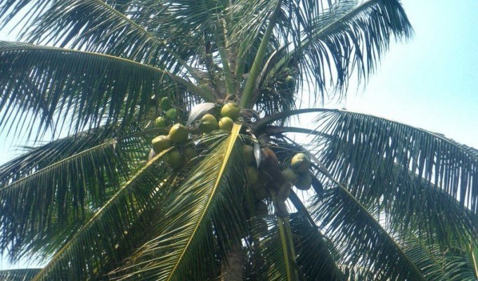 Как собирают кокосы в Таиланде (6 фото)