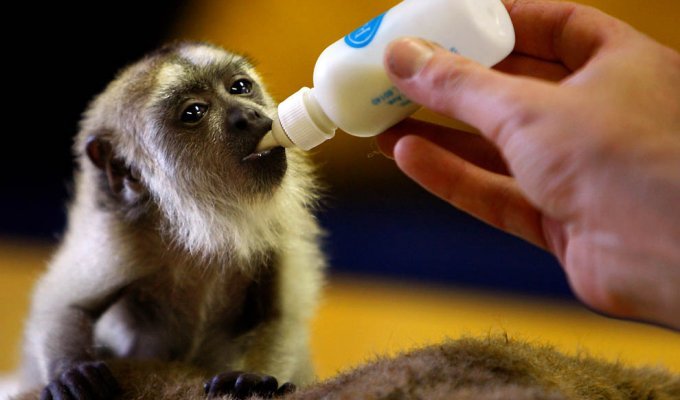Маленькая обезьянка-ревун (7 фото)
