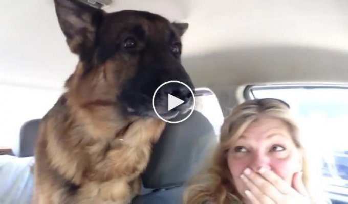 Собака узнает, что её привезли к ветеринару