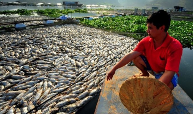 Массовый мор рыбы в Китае (9 фото)