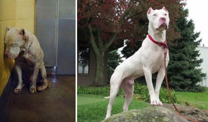 Собаки из приюта: снимки до и после жизни в любящей семье (35 фото)