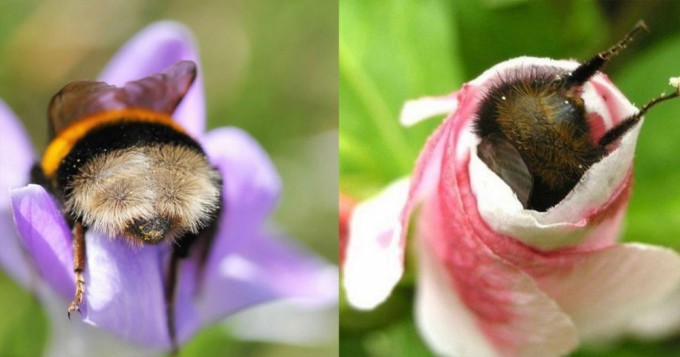 Пчёлы спят в цветочках, когда устают. Это правда или миф? (4 фото)