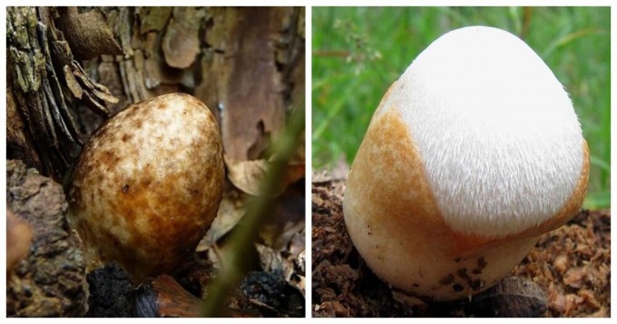 Пуховое яйцо, которое проживает свою жизнь на деревьях (6 фото + 1 видео)