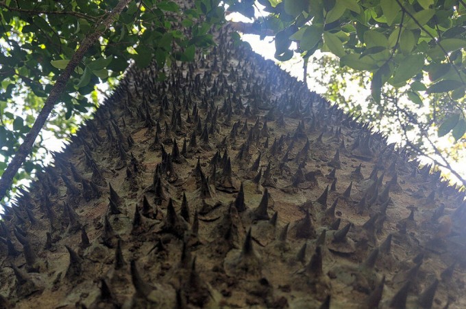 Дерево-динамит, одно из самых опасных на планете (5 фото)