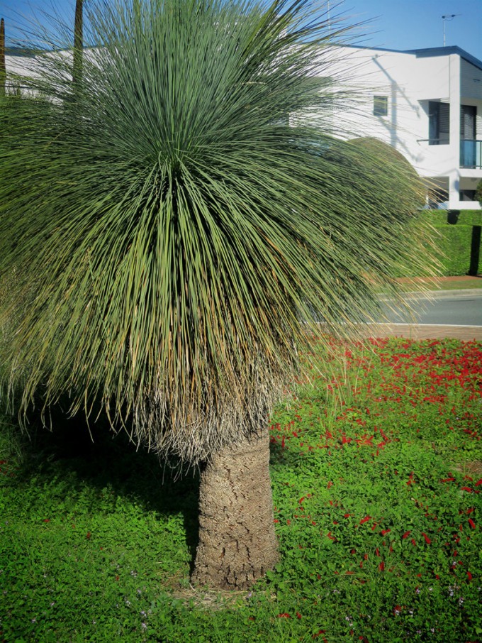 Грастри или травяное дерево (6 фото)