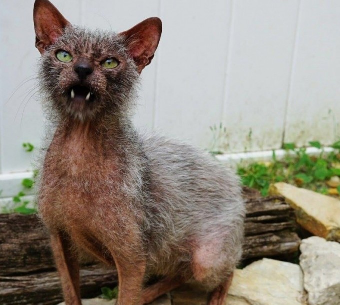Кошки-оборотни: обзор самой странной и устрашающей породы в мире (8 фото)