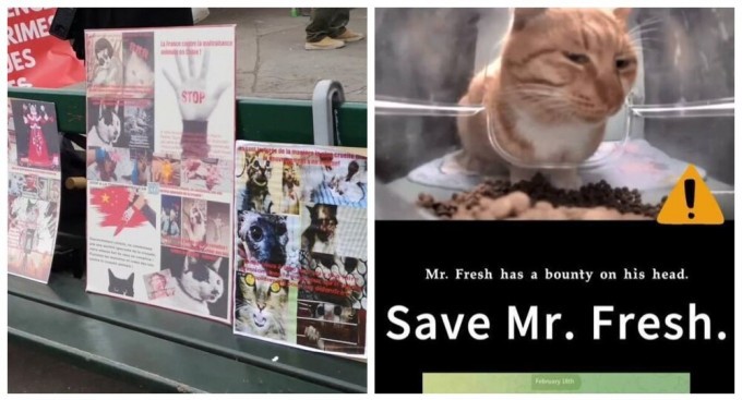 Зоозащитники призвали правительство Китая остановить пытки кошек (3 фото + 2 видео)