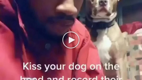 Поцелуй собаку в голову и запиши её реакцию