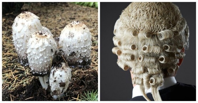 Необычный гриб, который в буквальном смысле занимается самоедством (6 фото)