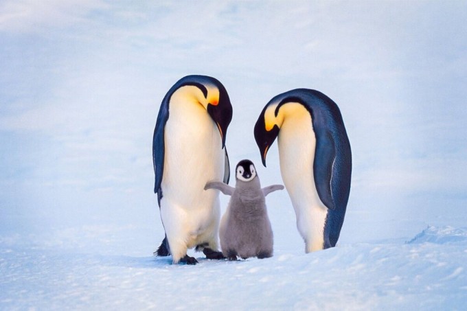 Как императорские пингвины высиживают яйца в −50°С при ураганном ветре Антарктиды (7 фото)