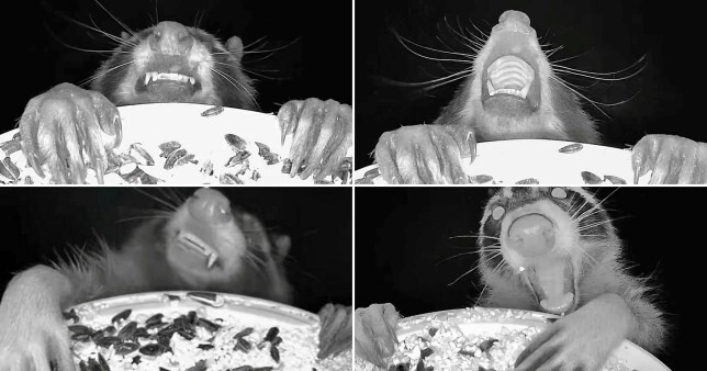 Камера кормушки для птиц делает забавные снимки животных, наслаждающихся полуночным пиршеством (3 фото + 1 видео)