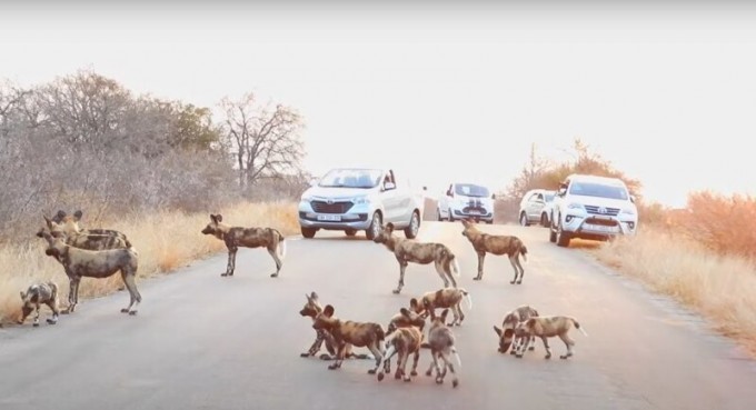 Гиеновые собаки стали причиной затора на дороге (2 фото + 1 видео)