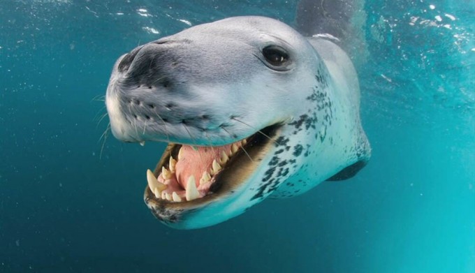 Морской леопард: то милашка, то кровожадный тиран (10 фото)