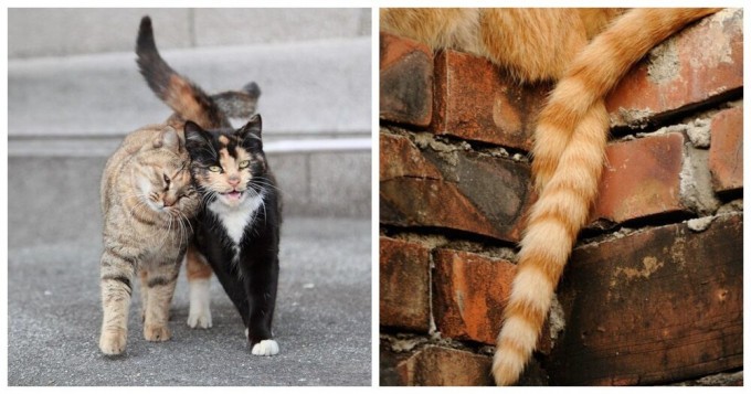 Хитросплетения судьбы: коты и хвосты (24 фото)