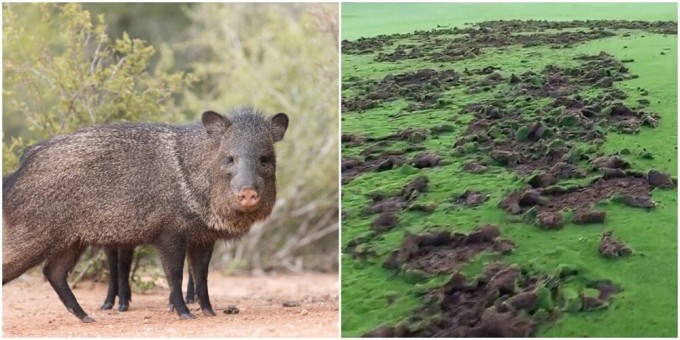 В сети защищают права свиней, которые испортили поле для гольфа (5 фото)