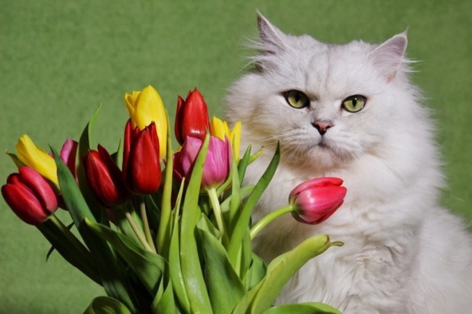 Тюльпаны нельзя! Ветеринар рассказала, какие цветы опасны для кошек (7 фото)