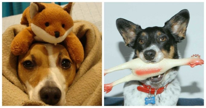 Собаки со своими любимыми игрушками (26 фото)