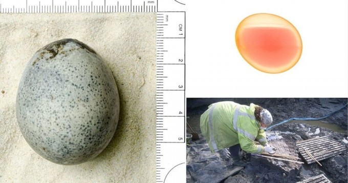 В Британии нашли птичье яйцо римских времён, сохранившее жидкий желток (4 фото + 1 видео)