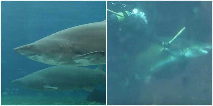 Беременная акула напала на ветеринара в Южной Африке (5 фото + 1 видео)