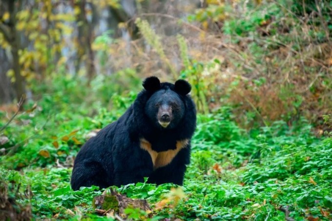 Гималайский медведь: зверь, который живёт в горах и строит берлоги прямо на деревьях (11 фото)